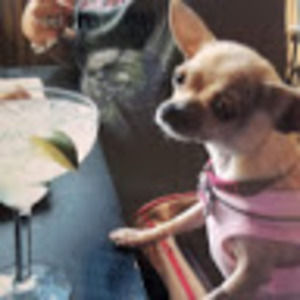 Meet your Posher, Gordon